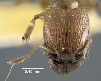 Media type: image; Entomology 17006